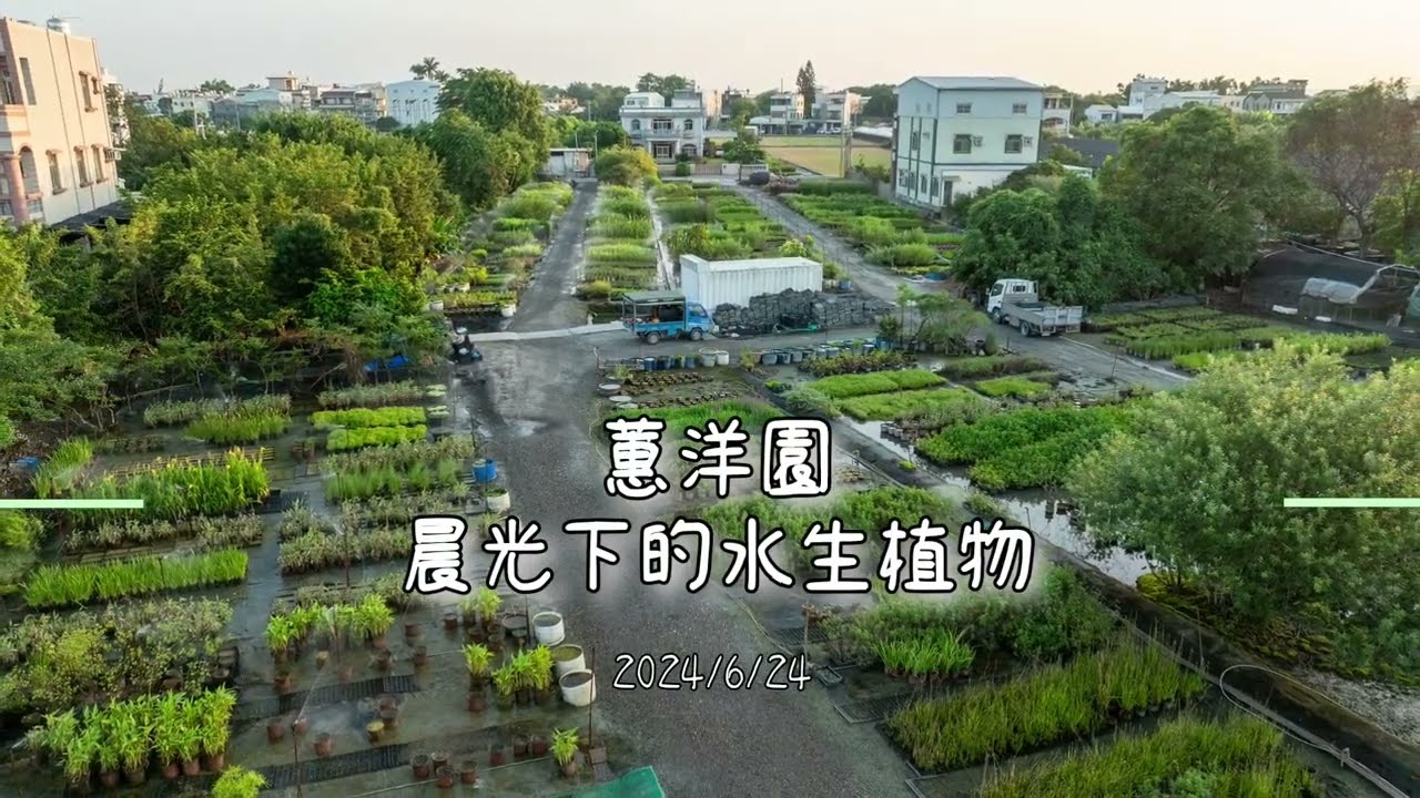 蕙洋園晨光下的水生植物
