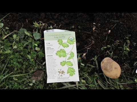 how to transplant arugula