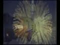 Ephedra - Prossesator Ephedra - Prossesator