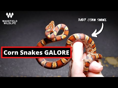YouTube reptile video