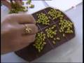 Germinación de brotes para consumo.