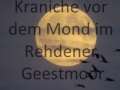 Kraniche vor dem Mond im Rehdener Geestmoor.wmv