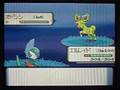 【ポケトレ連鎖(4)】色違いオドシシ[shiny Stantler] ポケットモンスター ダイヤモンド パール　pokemon diamond&pearl