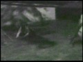 Cheap Homemade Zombie Film Cheap Homemade Zombie Film