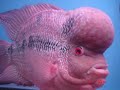 flower horn fish competition..