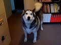 Howling With Wolves Howling With Wolves