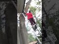 Click here to watch this video the two bastard rat snakes in my backyard pt