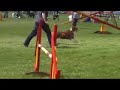 Dog Agility - Tuffley - Calca