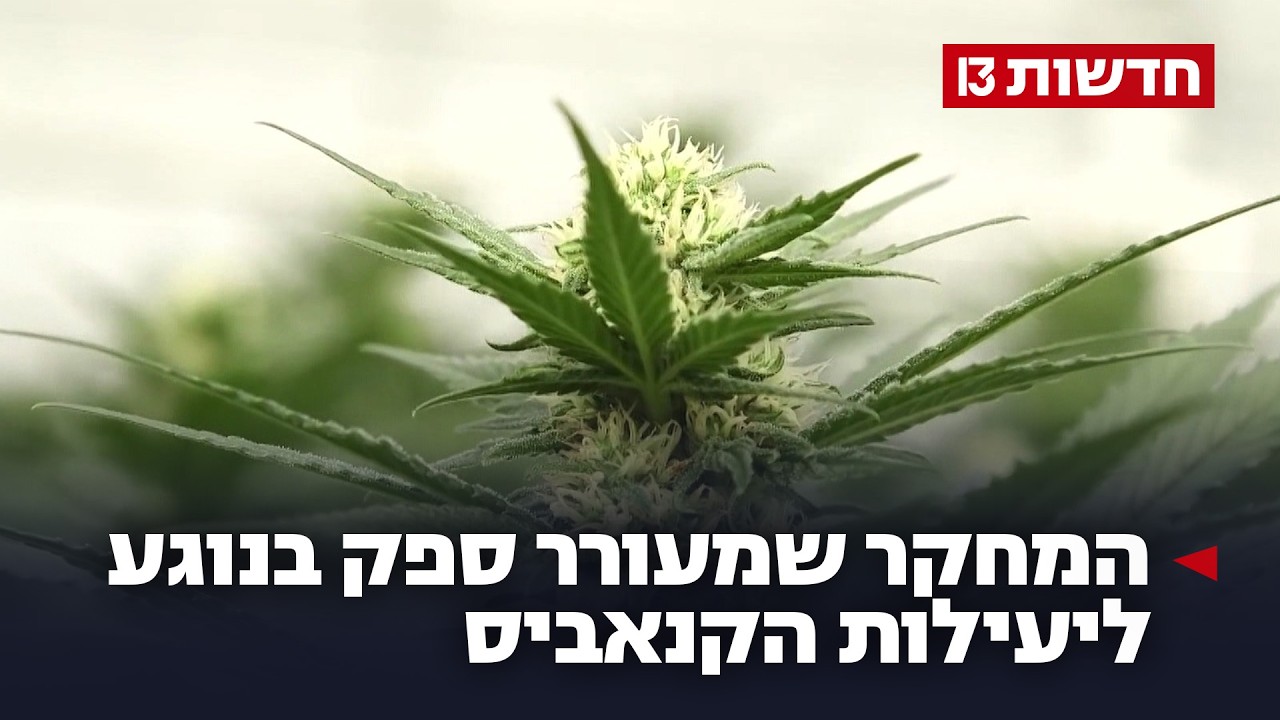 הבטחות ללא גיבוי: המחקר שמעורר ספק בנוגע ליעילות הקנאביס