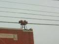 videos de firecall.wmv