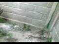 videos de peugeot de juampi chile