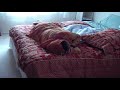 Snore Moti Snore!