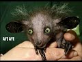 ANIMALS - Wonderfully Peculiar Creatures - Nearly Exstinct !