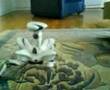 ROBOQUAD 4