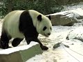 Panda Gu Gu in Beijing Zoo