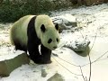 Panda Gu Gu in Beijing Zoo