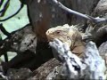 Guadeloupe