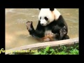 Cute panda playing water 
