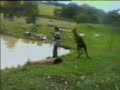 Kicking Kangaroo