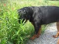 Rottweiler puppy