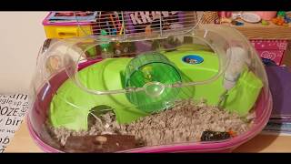 LILLY Hamster Super Star is MISSING! Help us find her!