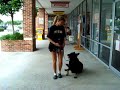 Stasi Beautiful German Shepherd for sale
