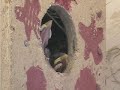 baby birds