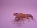 gecko photot shoot