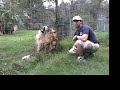 Big Cat / Little Cat,  Housecat to Tigers-Big Cat TV