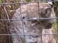 Big Cat / Little Cat, Housecat to Tigers-Big Cat TV