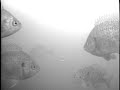 Ice Fishing in Monona Bay