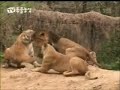 Tiger vs Lion
