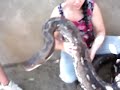 Bohol python