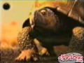 tortuga brahama 1 tortuga brahama 1