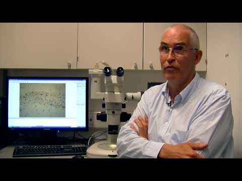 Key - EPFL scientists in Johan Auwerx's Lab (LISP) have revealed the mechanism, hidden deep within cell mitochondria, that is responsible for making organisms age....