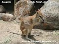 Kangaroo - Koala Garden, Kuranda Forest, Cairns, Australia