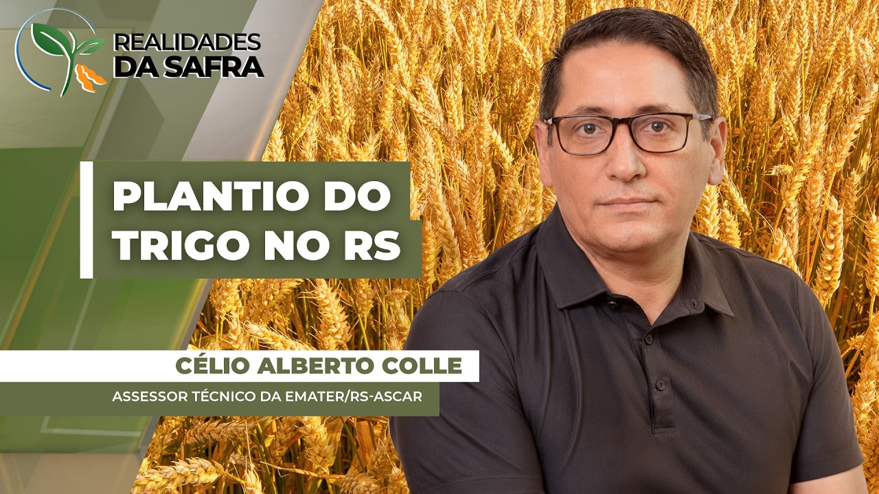 Rio Grande do Sul já plantou 10% do trigo que deve enfrentar dificuldades com clima...