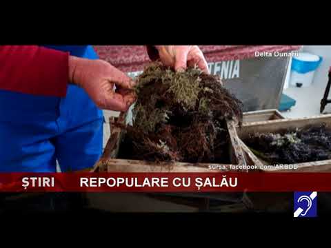 Repopulare cu șalău