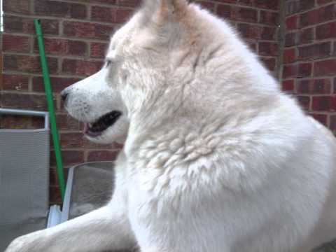 japenese akita