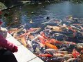 Tika ngasih makan ikan