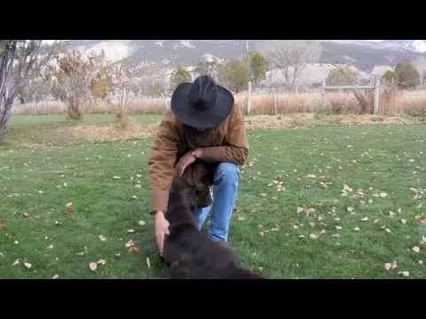 How to Dog Train Chocolate Labrador Retriever