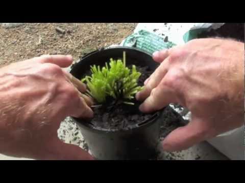 how to replant coriander