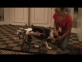 Anna Marie, the joyful little Romanian Dog in Wheelchair