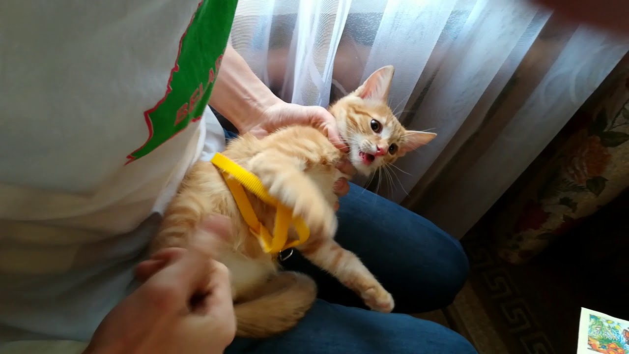 Как надеть Шлейку на БЕШЕНУЮ КОШКУ!