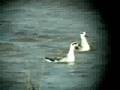 videos de Red-necked Phalarope (Phalaropus lobatus)PPodlasie2008