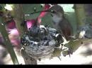Hummingbird Business Hummingbird Business