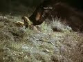 Golden Eagle-foxes. Falconry