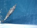 Dolphins