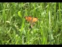 orange butterfly