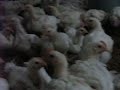 crianza pollos- etapa crecimiento 3 semanas crianza pollos- etapa crecimiento 3 semanas